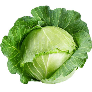 GROCERY CABBAGE 