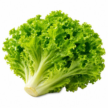 GROCERY LETTUCE